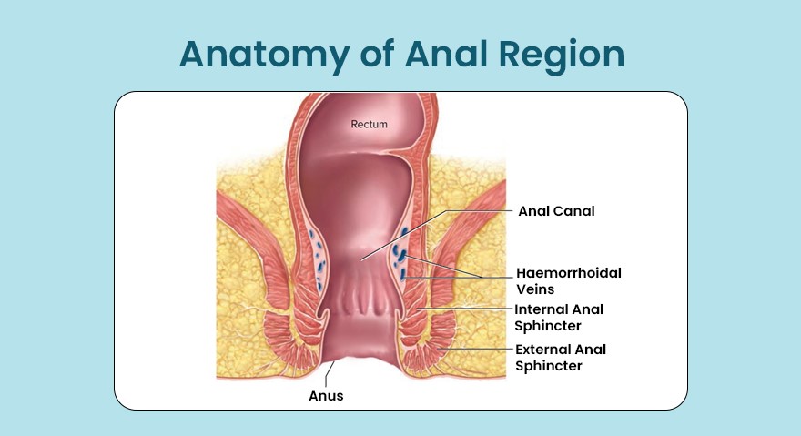 Anatomy of Anal Region