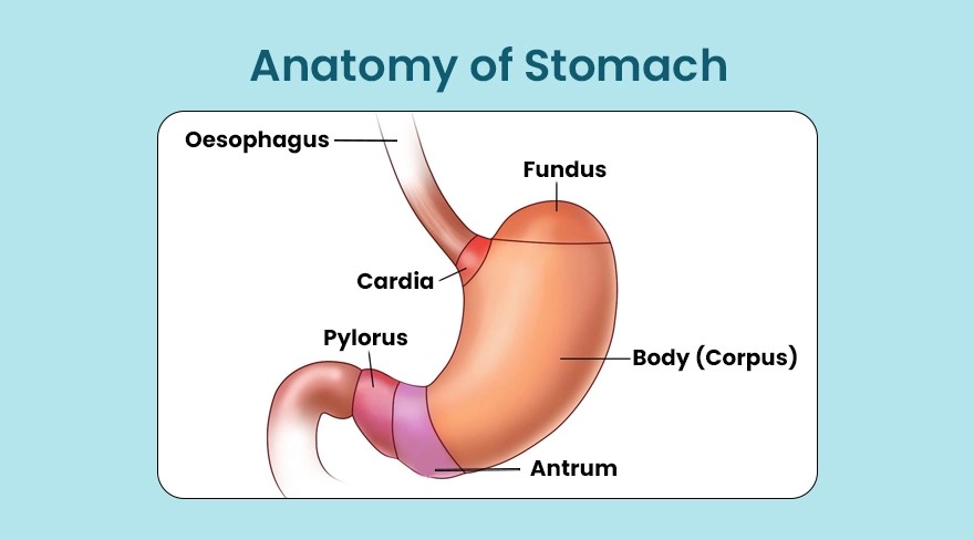 Anatomy of Stomach
